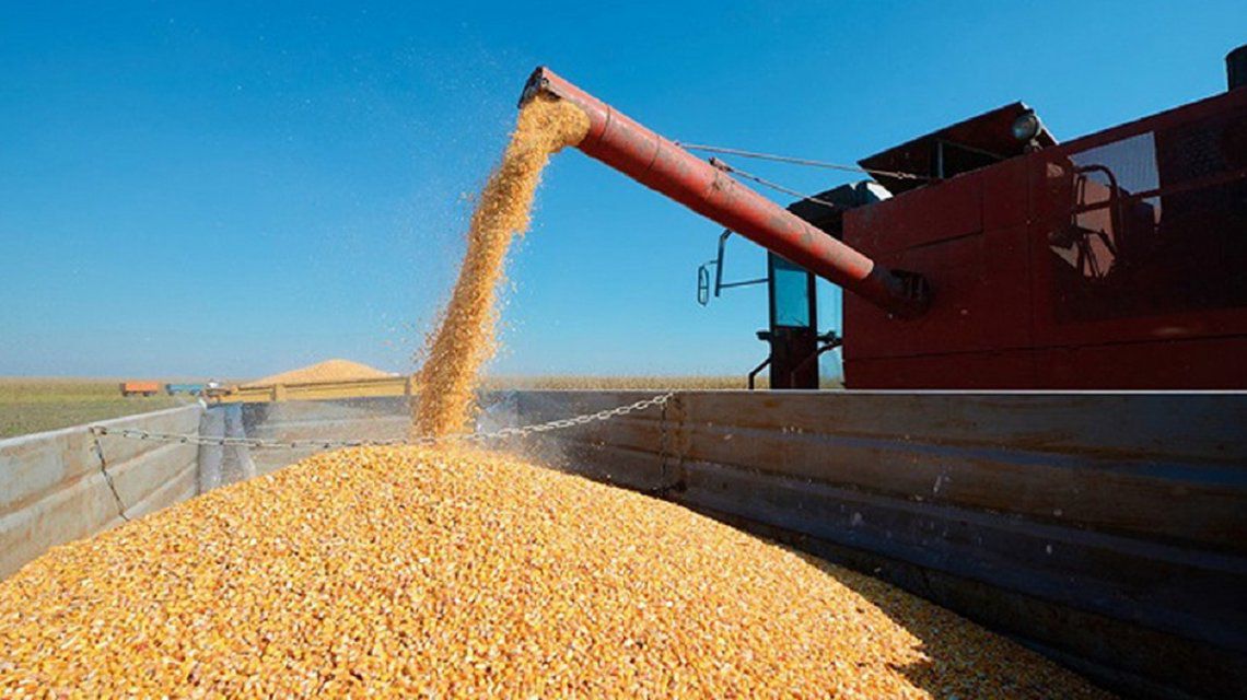 El Gobierno reabrió parcialmente las exportaciones de maíz