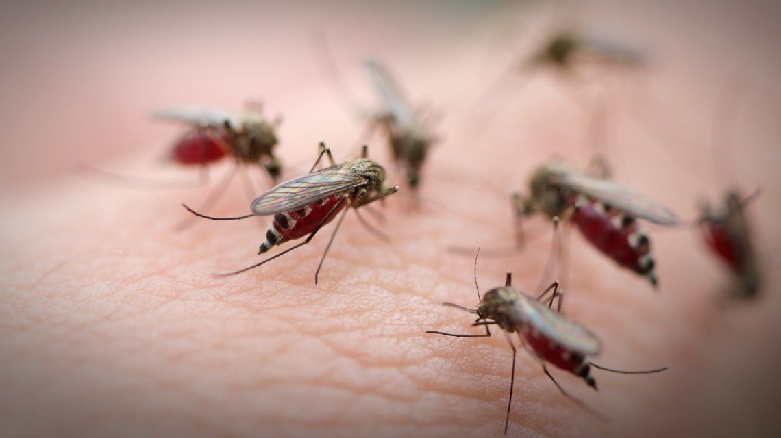 Una invasión de mosquitos azota a Buenos Aires, pero aclaran que no transmiten dengue