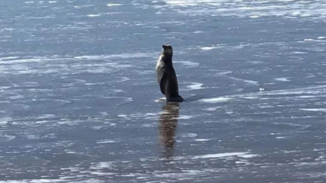Mar del Plata: un pingüino sorprendió a todos en Playa Grande