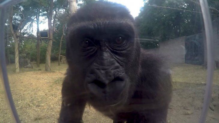Estados Unidos: gorilas se contagiaron coronavorus