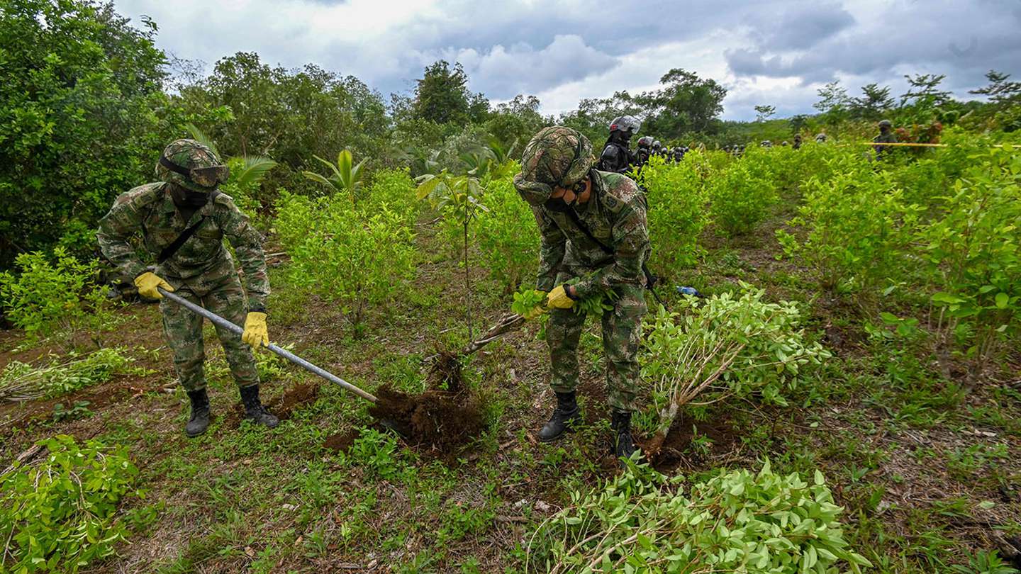 Tensión en Colombia: cocaleros retuvieron a 180 soldados que erradicaban cultivos ilícitos en la frontera con Venezuela