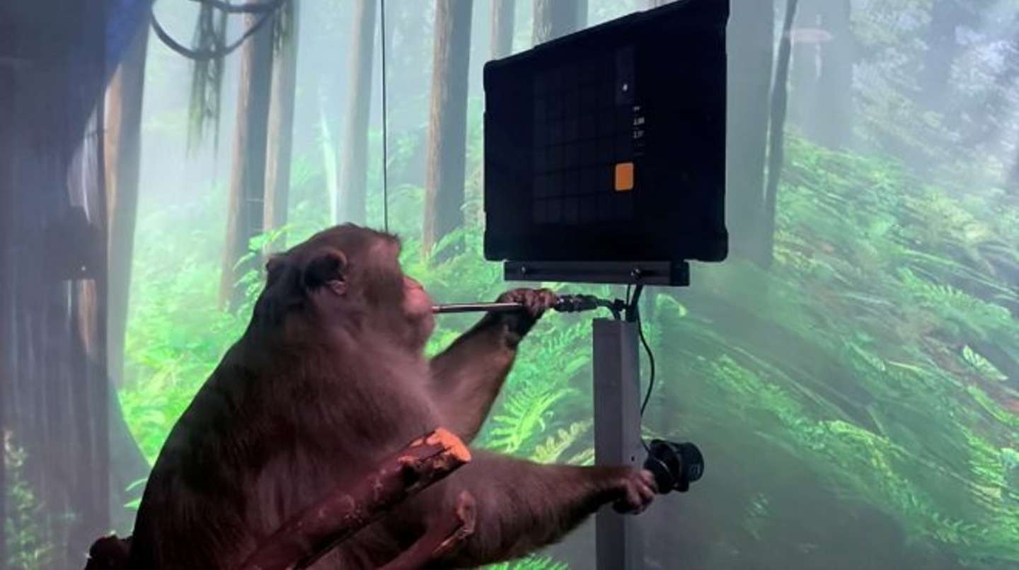 Denuncian que murieron 15 monos de los 23 usados por Elon Musk para experimentos cerebrales