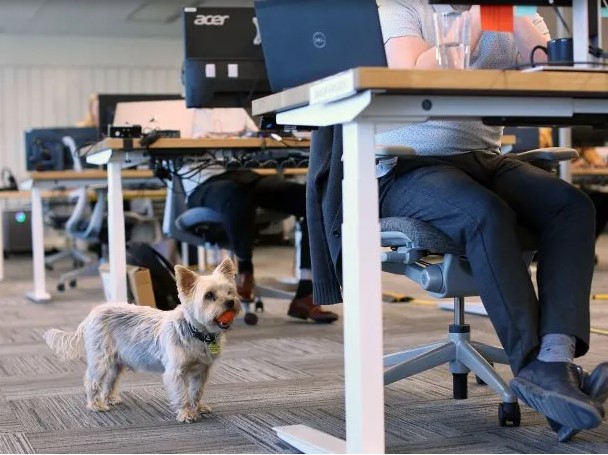 Día Mundial de Llevar el Perro al Trabajo: qué beneficios trae para empleados y empleadores