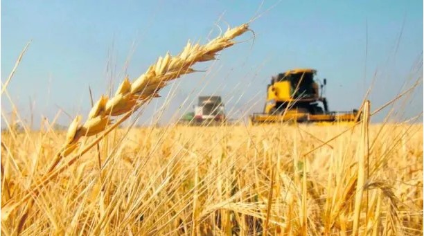 Argentina y otros 4 grandes exportadores de alimentos profundizarán sus producciones