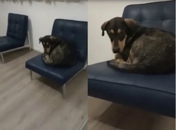 La Plata: buscan para adoptarlo a un perro que esperaba a su dueño fallecido en un hospital