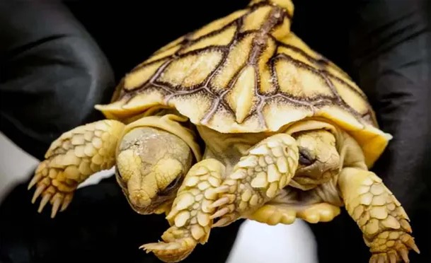 Nació en Países Bajos la primera tortuga siamesa bicéfala de su historia