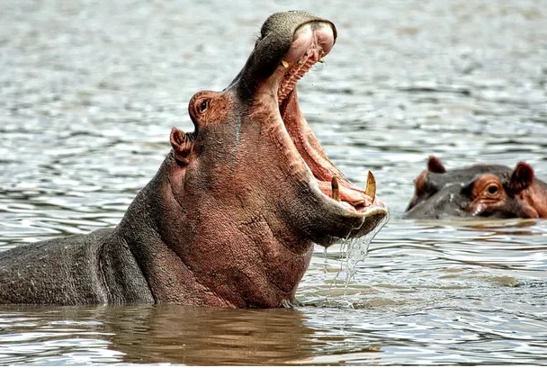 Un hipopótamo se tragó a un nene de 2 años: el dramático rescate