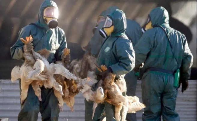 Segundo caso de gripe aviar en la Argentina