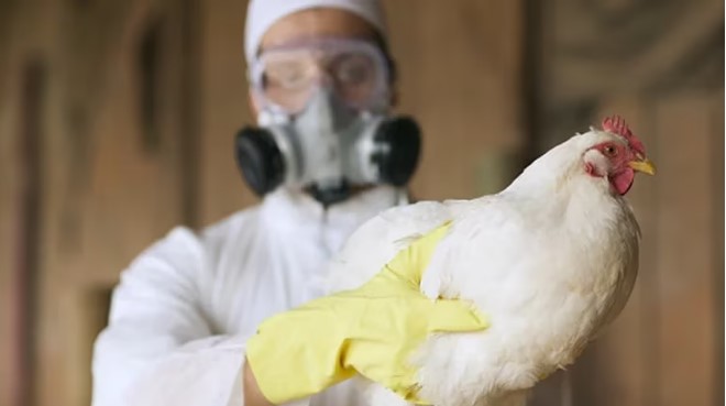Córdoba, Salta y Santa Fe: detectan más casos de gripe aviar