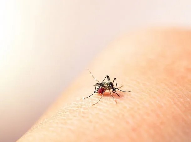 Buenos Aires tiene 200 casos autóctonos de dengue y 70 de chikungunya
