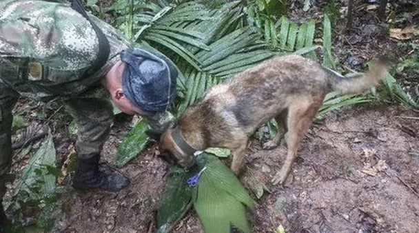Colombia: qué pasó con Wilson, el perro clave para el hallazgo de los nenes perdidos en la selva