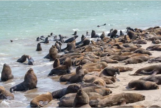 Mar del Plata: cierran la Escollera Sur por gripe aviar en lobos marinos