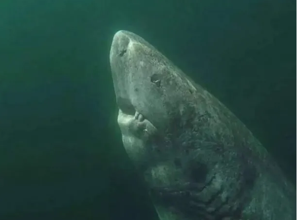 Encontraron al tiburón más viejo del mundo