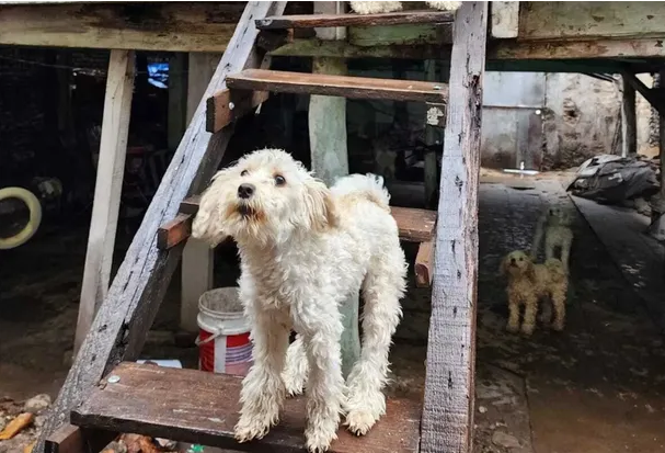 Rescatan perros con conjuntivitis, otitis y lesiones de una casa en La Boca