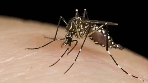 Alerta dengue: piden «extremar las medidas de prevención» en los hogares
