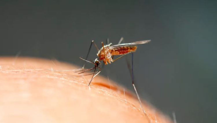 Cómo se prepara el truco casero que ahuyenta a los mosquitos de tu casa
