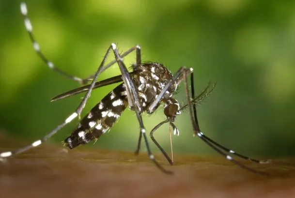 Brote de dengue en Argentina: ya son más de 230 mil los casos y 161 muertes