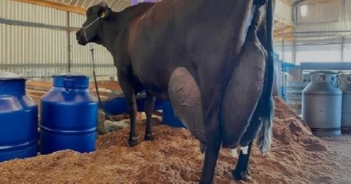 La vaca que batió récords: produjo 343 litros de leche en 3 días