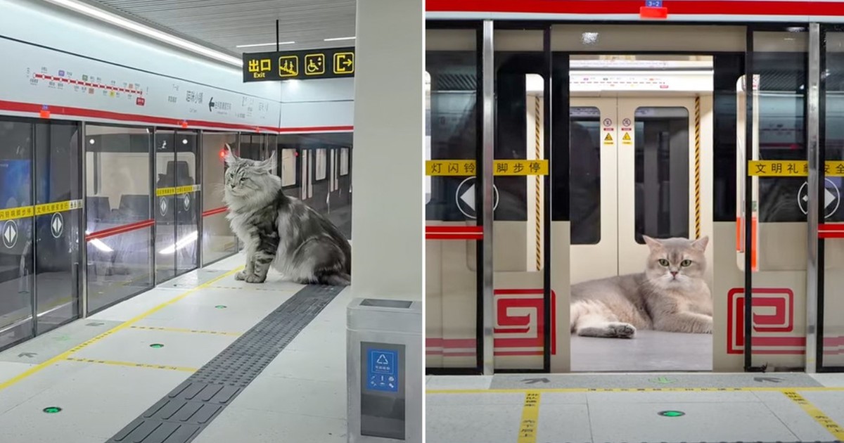Fabuloso: un joven construyó un subte con estación incluida para gatos