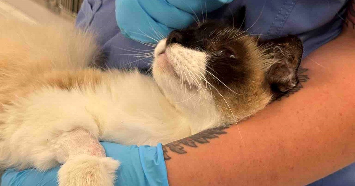 Coco, el gato que recibió un disparo en un tiroteo y ahora lucha por volver a caminar