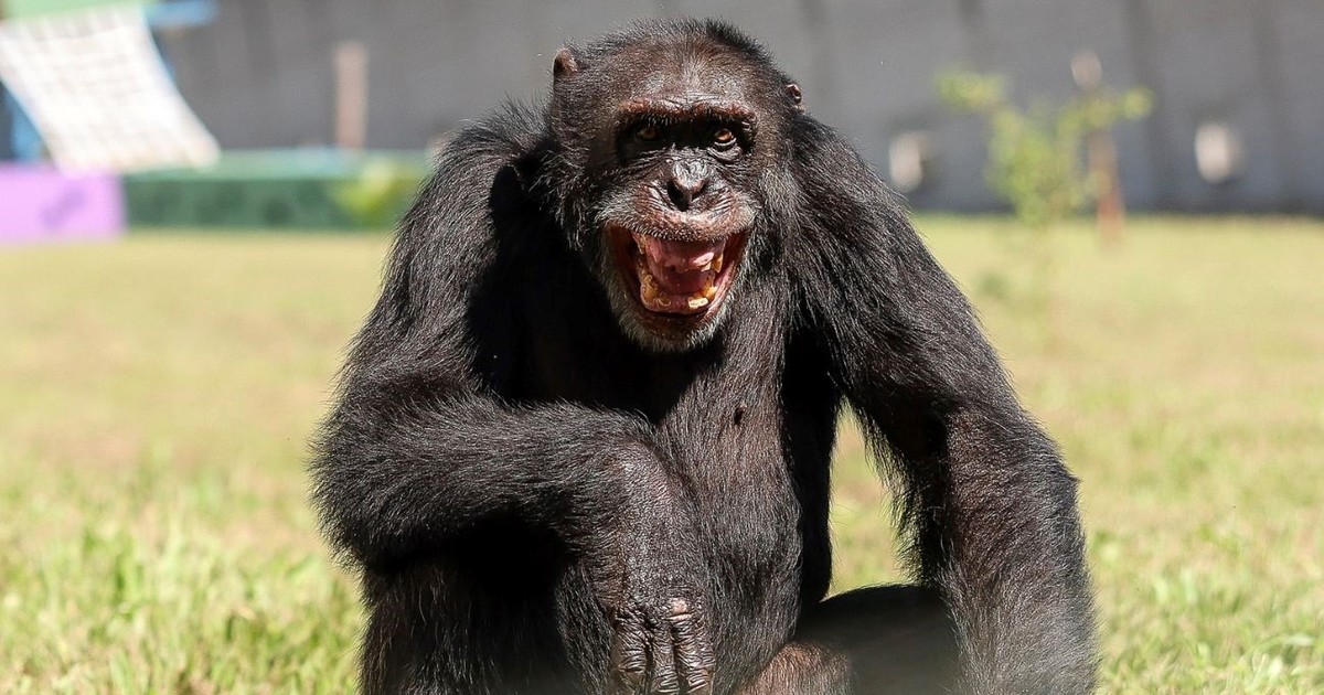 Un estudio revela que los chimpancés consumen el equivalente a dos o tres vasos de cerveza al día