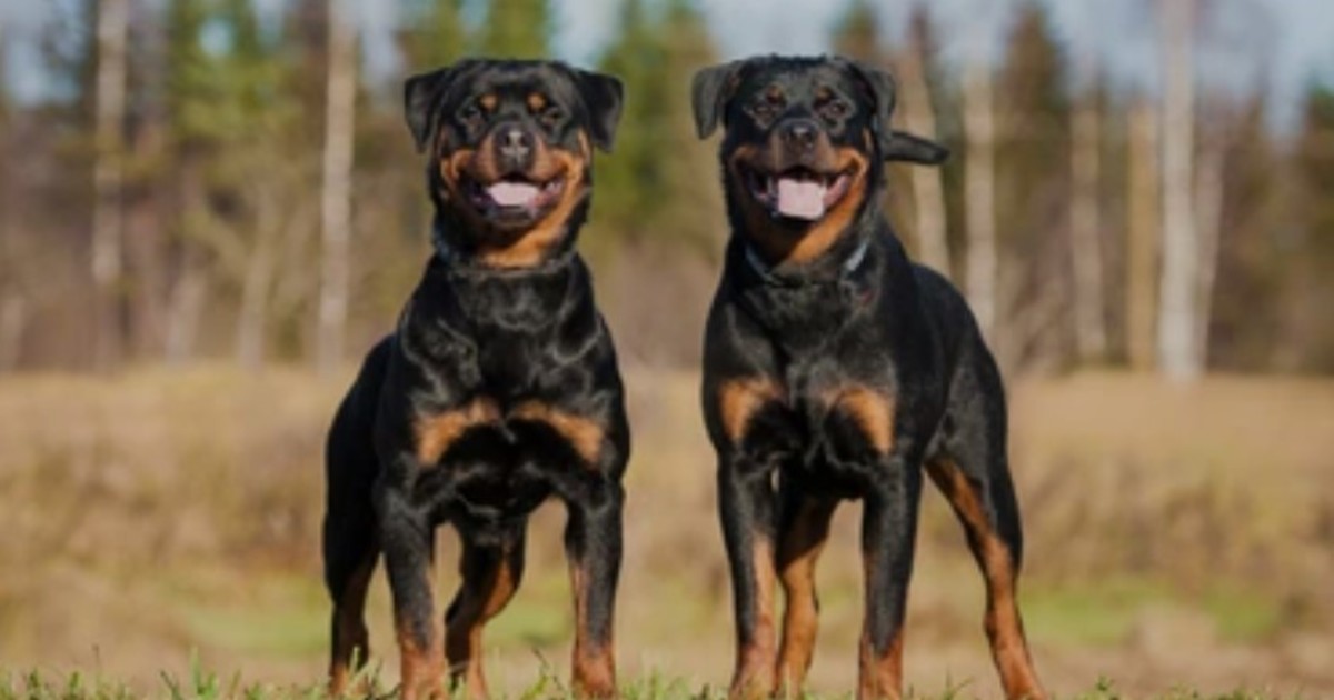 Un nene de 2 años murió atacado por rottweilers mientras su niñera dormía la siesta