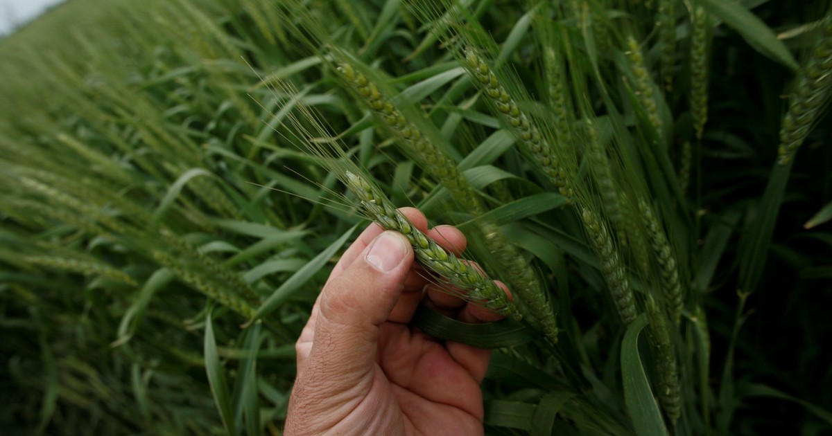 El trigo y la cebada insinúan altos rendimientos, aunque el frío genera alertas