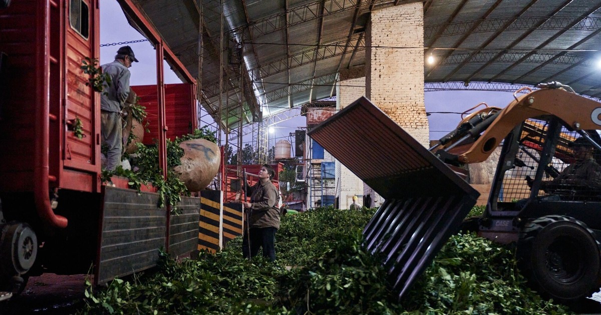 Histórico mes para las exportaciones de yerba mate: se enviaron al exterior en septiembre más de 7 millones de kilos Histórico mes para las exportaciones de yerba mate: se enviaron al exterior en septiembre más de 7 millones de kilos