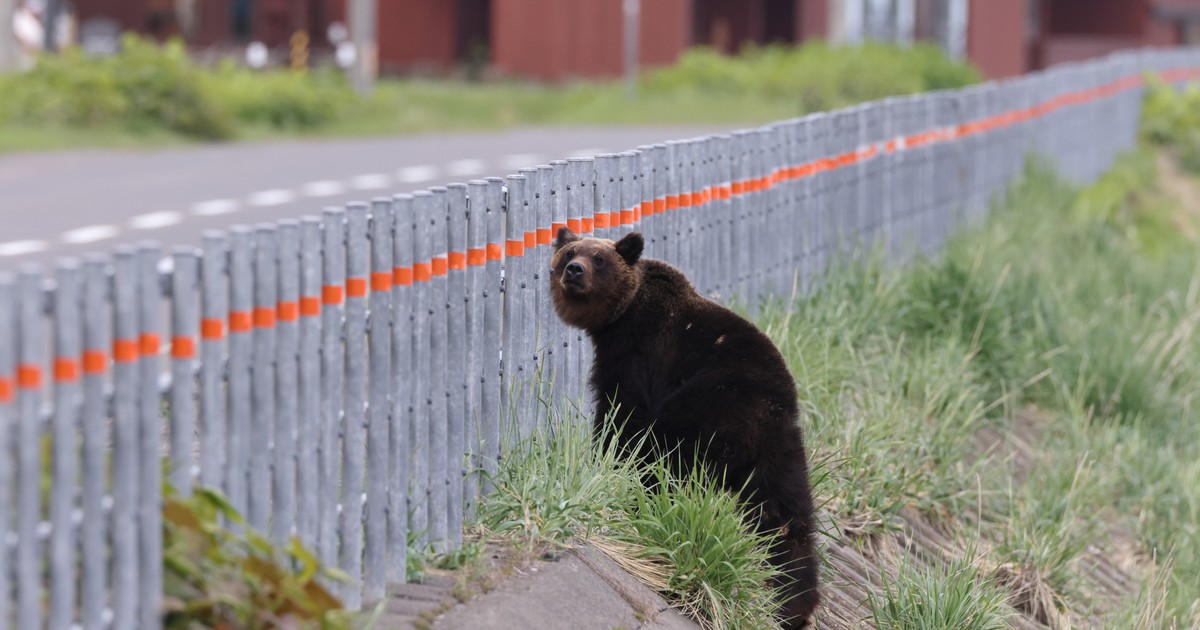 Alerta en Japón: tras la muerte de 13 personas, el Gobierno despliega tropas para combatir el ataque de osos