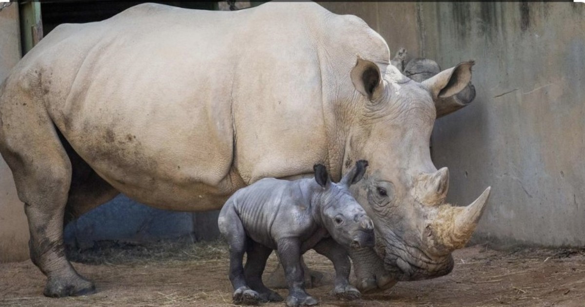 Nació un extraño rinoceronte blanco en España
