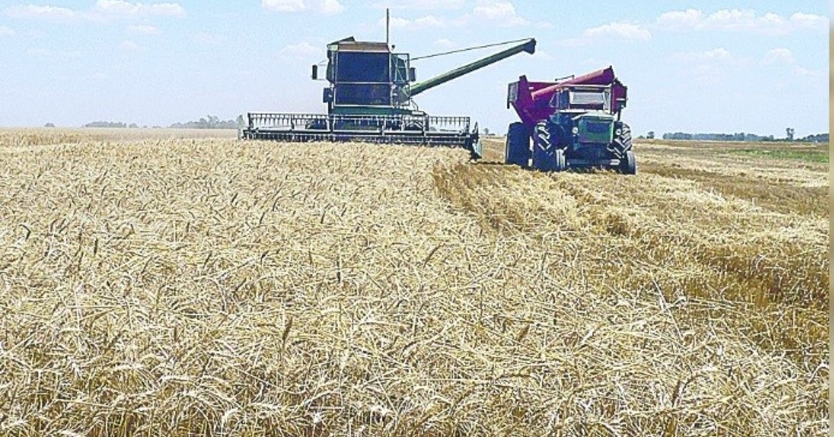 El lado B de la producción récord de trigo: el precio a cosecha es menor al del año pasado