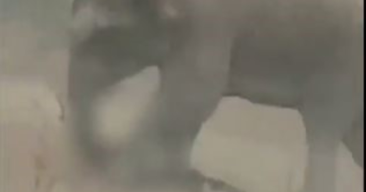 Intentó sacarse una selfie con una manada de elefantes y murió pisoteado: el video de la tragedia