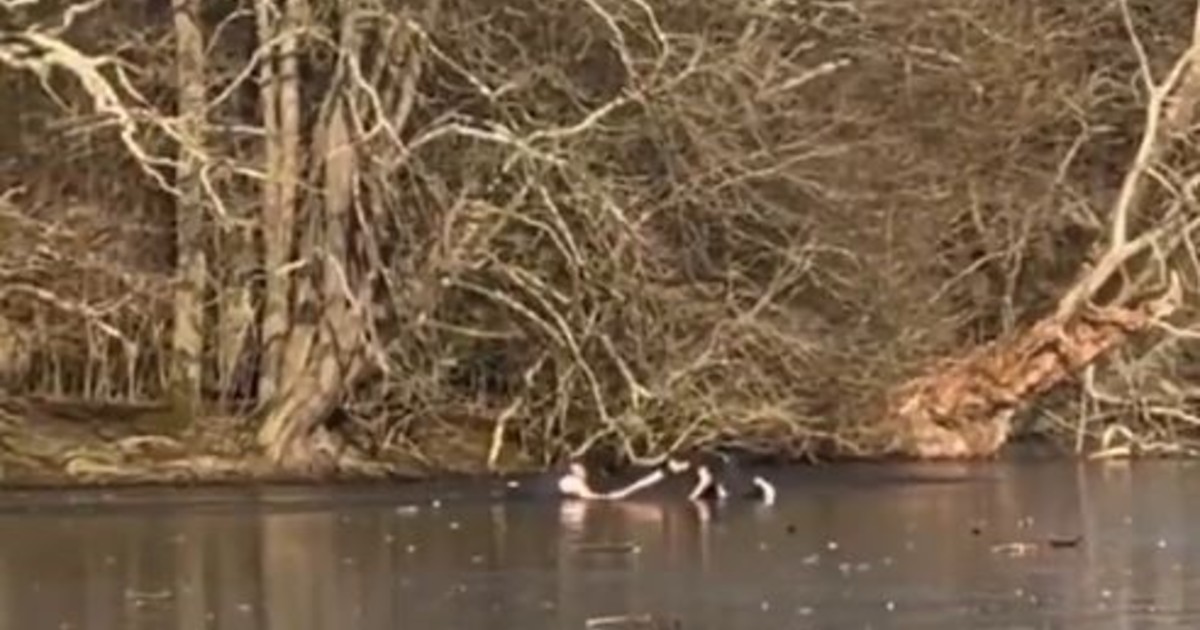 Se arrojó al hielo para salvar a su perro y quedó atrapado: el dramático rescate en un lago congelado