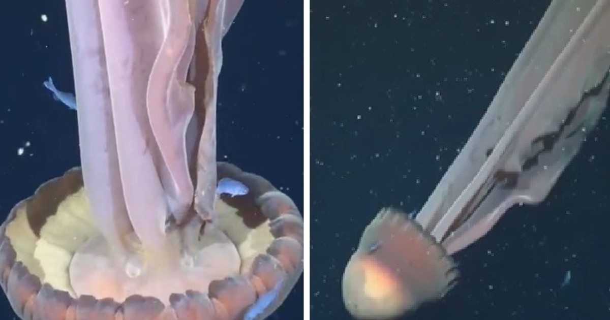 Una expedición submarina captó una medusa fantasma gigante en costas argentinas