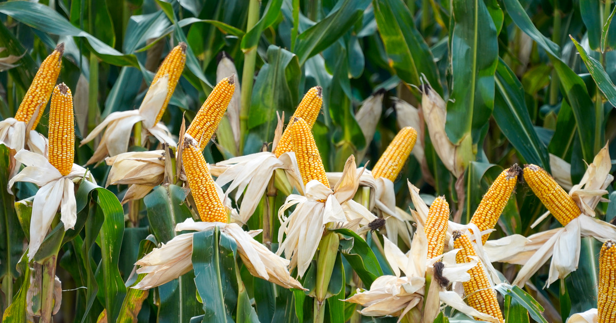 Proyectan una cosecha récord de maíz de 62 millones de toneladas, pero las lluvias tendrán que hacer su parte