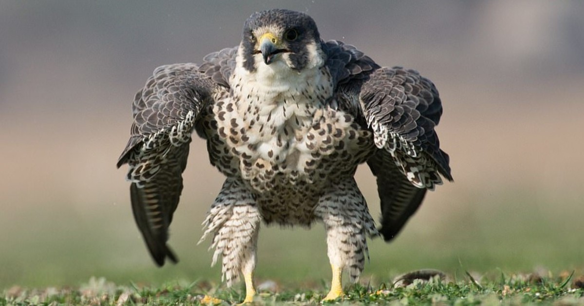 Halcón peregrino en India sorprende por su parecido con Hulk