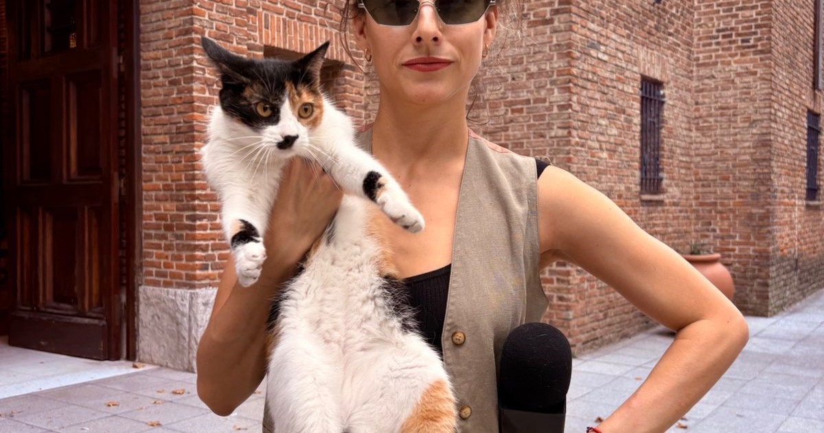 El gato que cuida la Embajada de Francia y la «gatita monja», historias que volvieron furor a una periodista en las redes