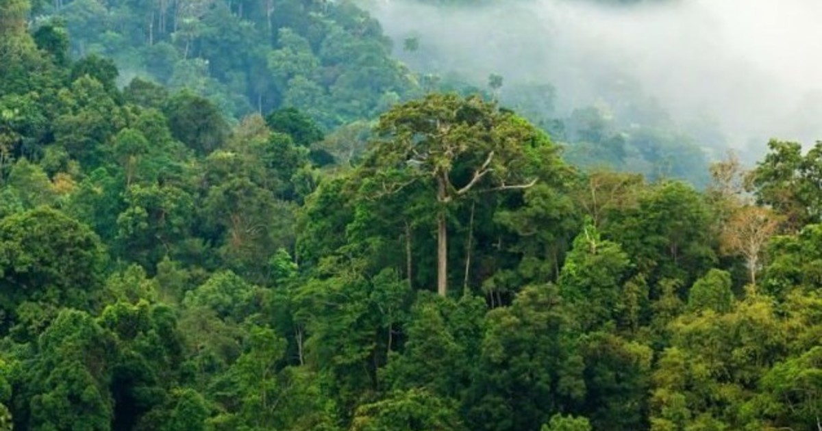 Los expertos no lo pueden creer: Brasil quiere plantar 25 millones de árboles para reforestar el Amazonas