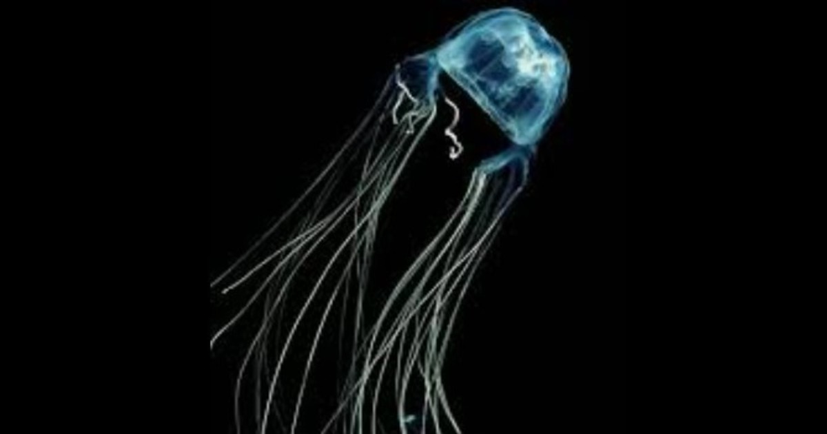 Descubrieron una medusa que sería una de las criaturas más mortíferas del planeta Descubrieron una medusa que sería una de las criaturas más mortíferas del planeta