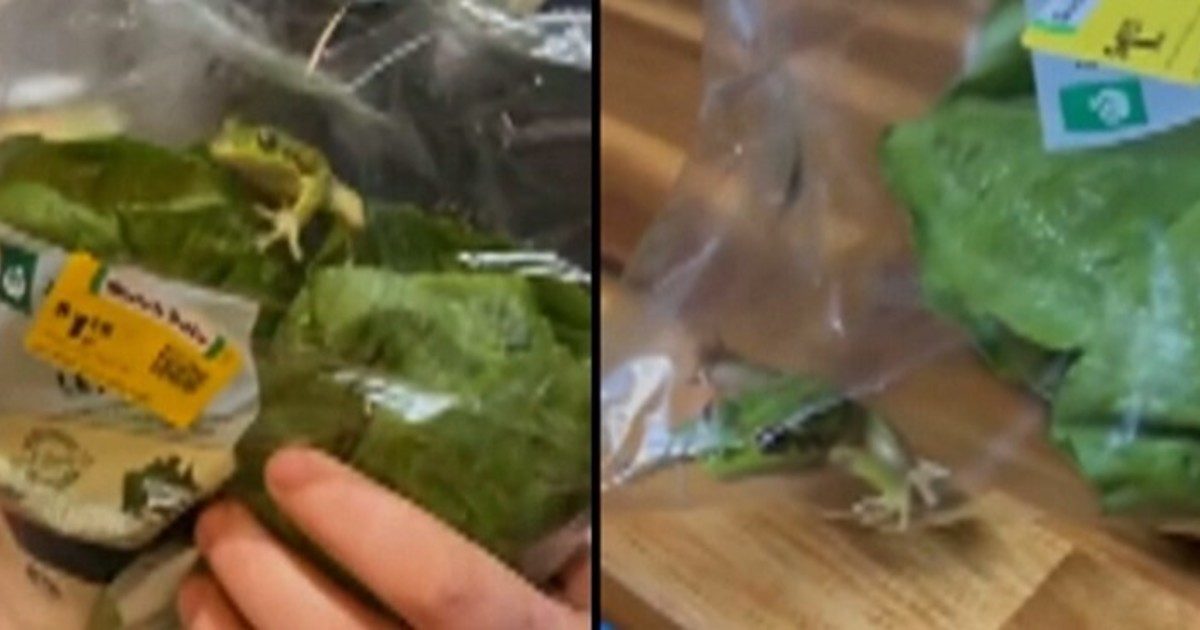 Compró una bolsa con lechuga y dentro encontró una rana viva Compró una bolsa con lechuga y dentro encontró una rana viva