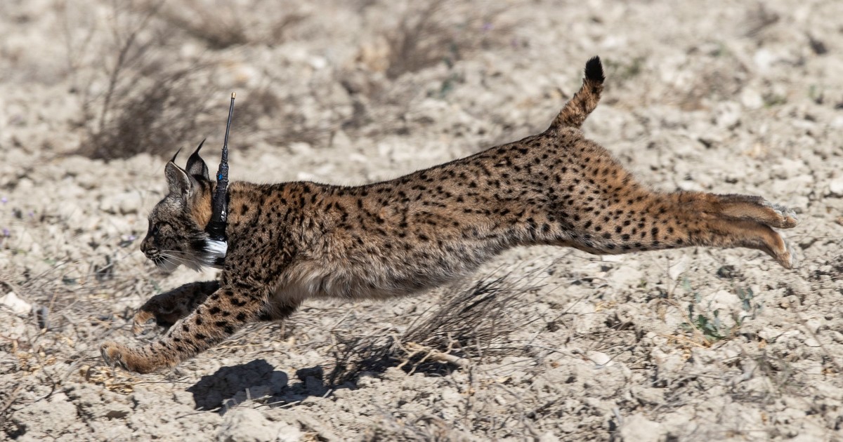 Condenan a una mujer por matar a golpes a un lince que atacó a una gallina suya Condenan a una mujer por matar a golpes a un lince que atacó a una gallina suya