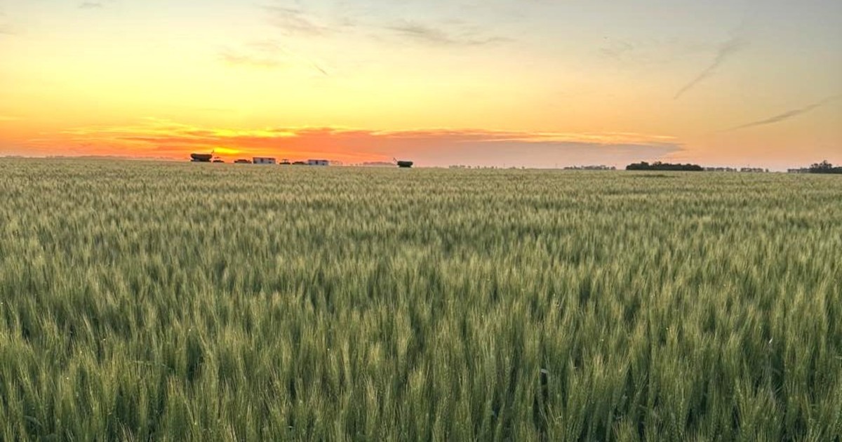 La siembra de trigo puso primera a un ritmo récord y dio comienzo a una campaña que promete una producción de más de 20 millones de toneladas La siembra de trigo puso primera a un ritmo récord y dio comienzo a una campaña que promete una producción de más de 20 millones de toneladas