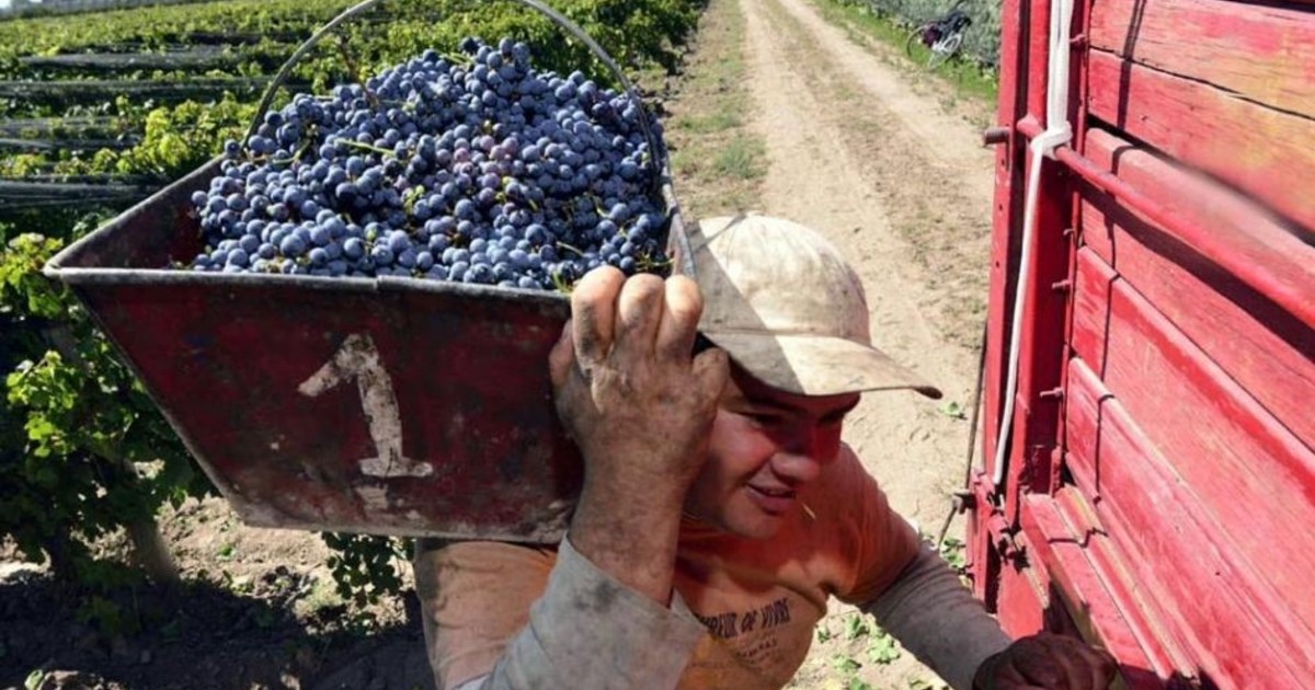 Vitivinicultura: la cosecha cayó 10% y los productores alertan por los bajos precios Vitivinicultura: la cosecha cayó 10% y los productores alertan por los bajos precios