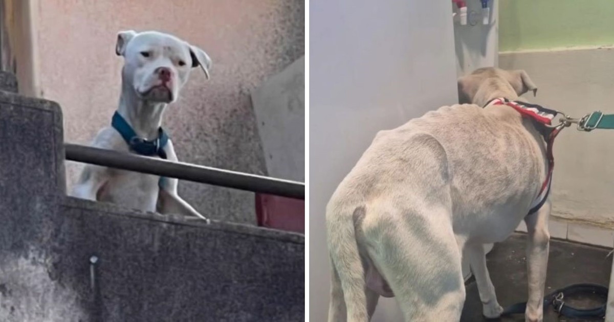 Rescataron un dogo argentino en estado de desnutrición en la casa de Claudio Barrelier, donde habría sido asesinada Agostina Vega
