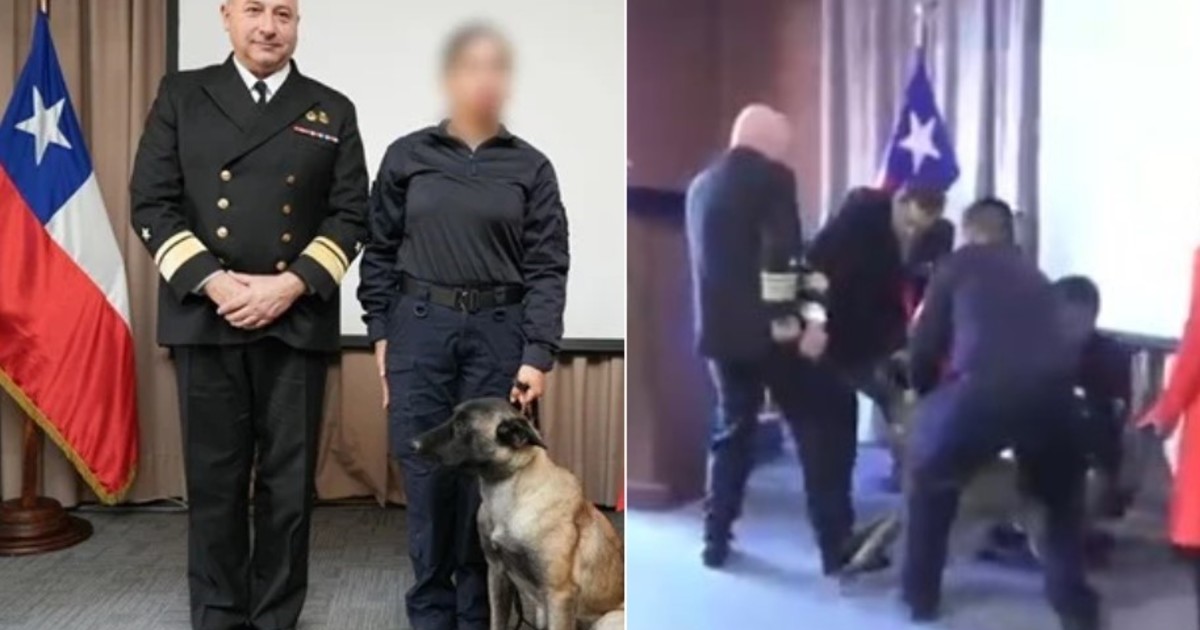 Insólito momento en una ceremonia naval en Chile: un perro antidrogas se abalanzó sobre el bolsillo de un vicealmirante