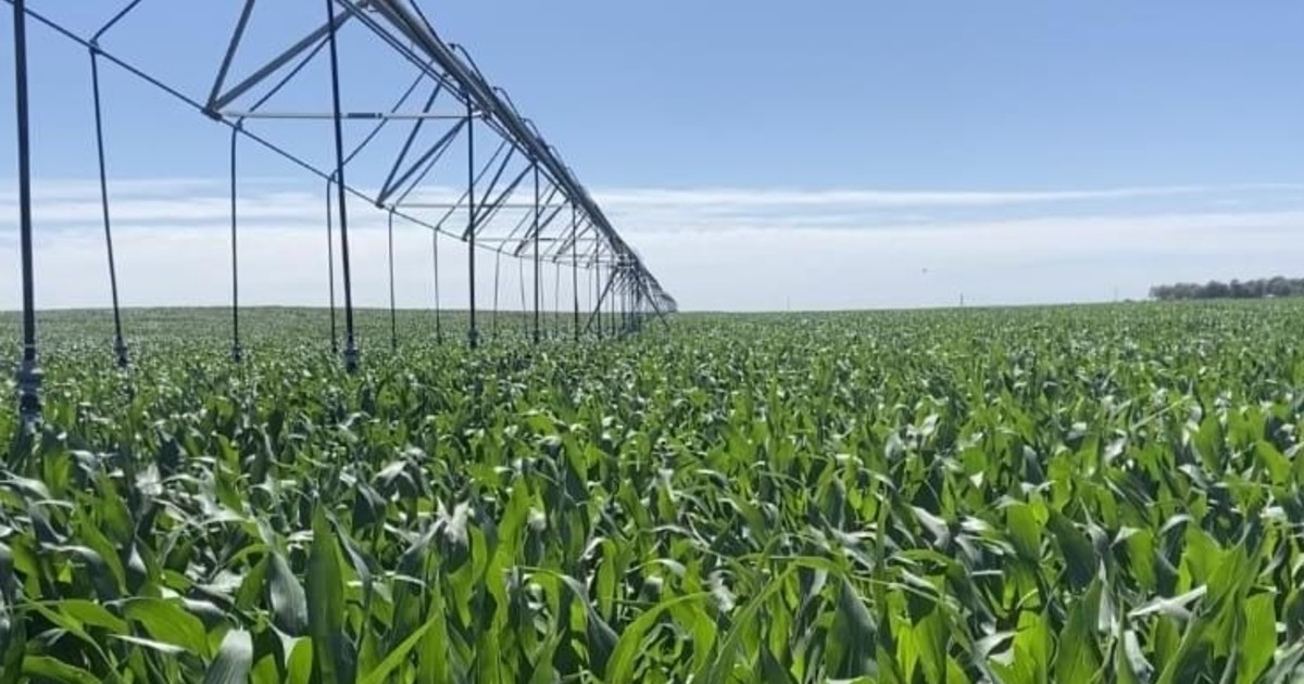 El Gobierno oficializó los bienes agropecuarios que ingresan en el RIMI sin necesidad de una inversión mínima
