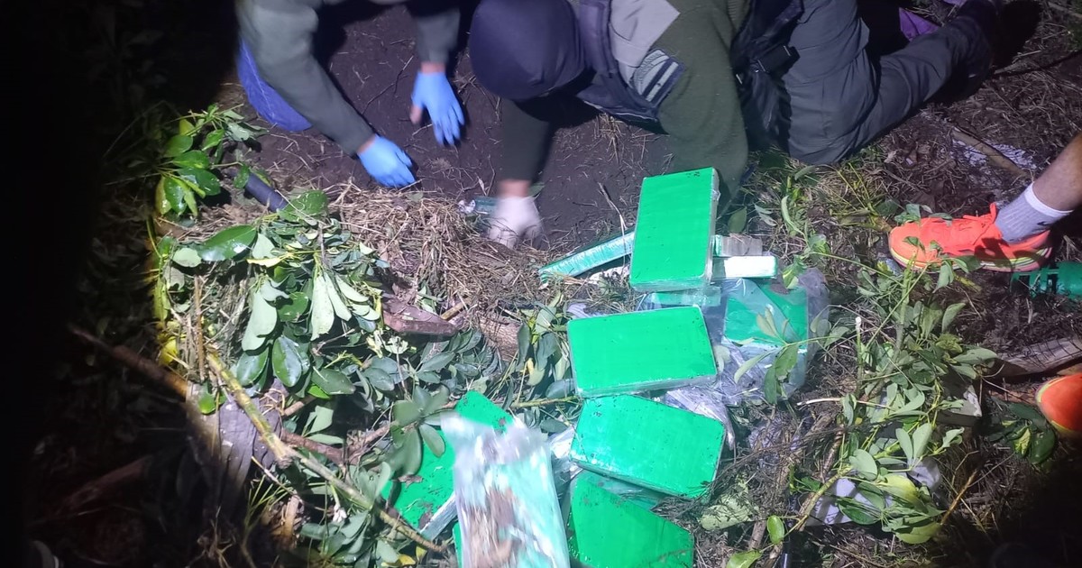El agudo olfato de Gretel: la perra labradora que encontró la pista de 58 kilos de cocaína enterrados en un jardín