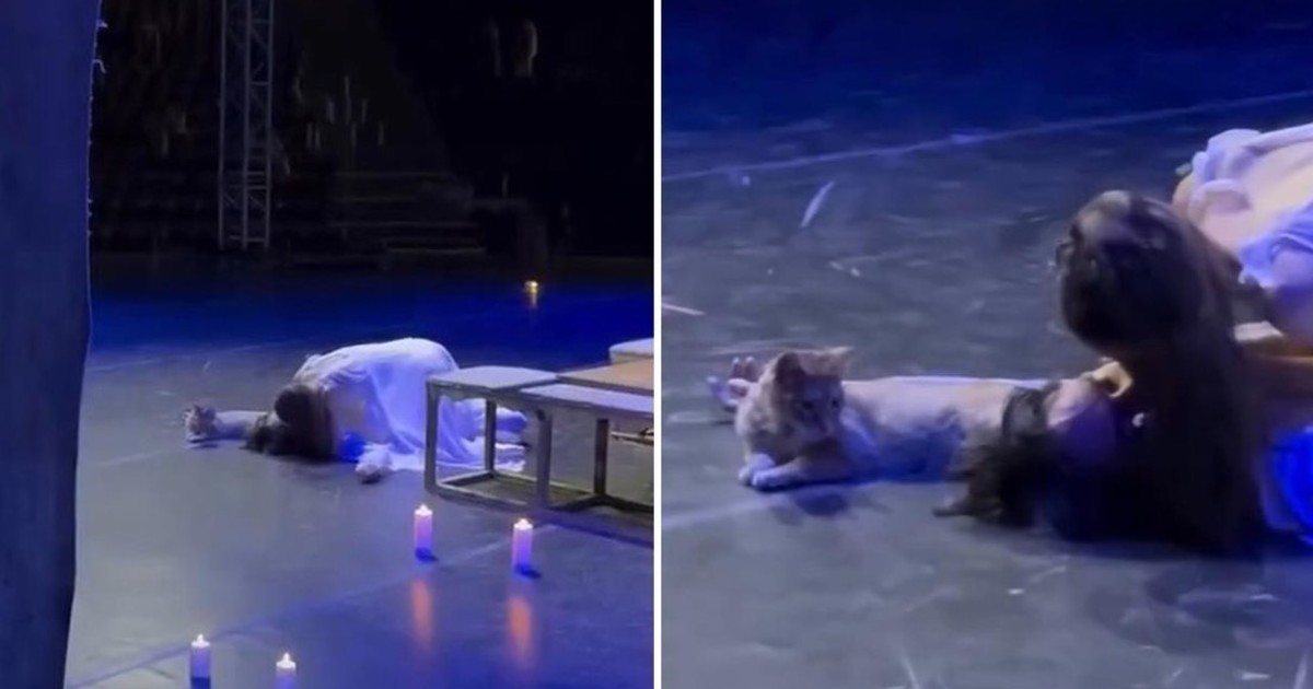 Un gato entró en el escenario y arruinó el final de Romeo y Julieta Un gato entró en el escenario y arruinó el final de Romeo y Julieta