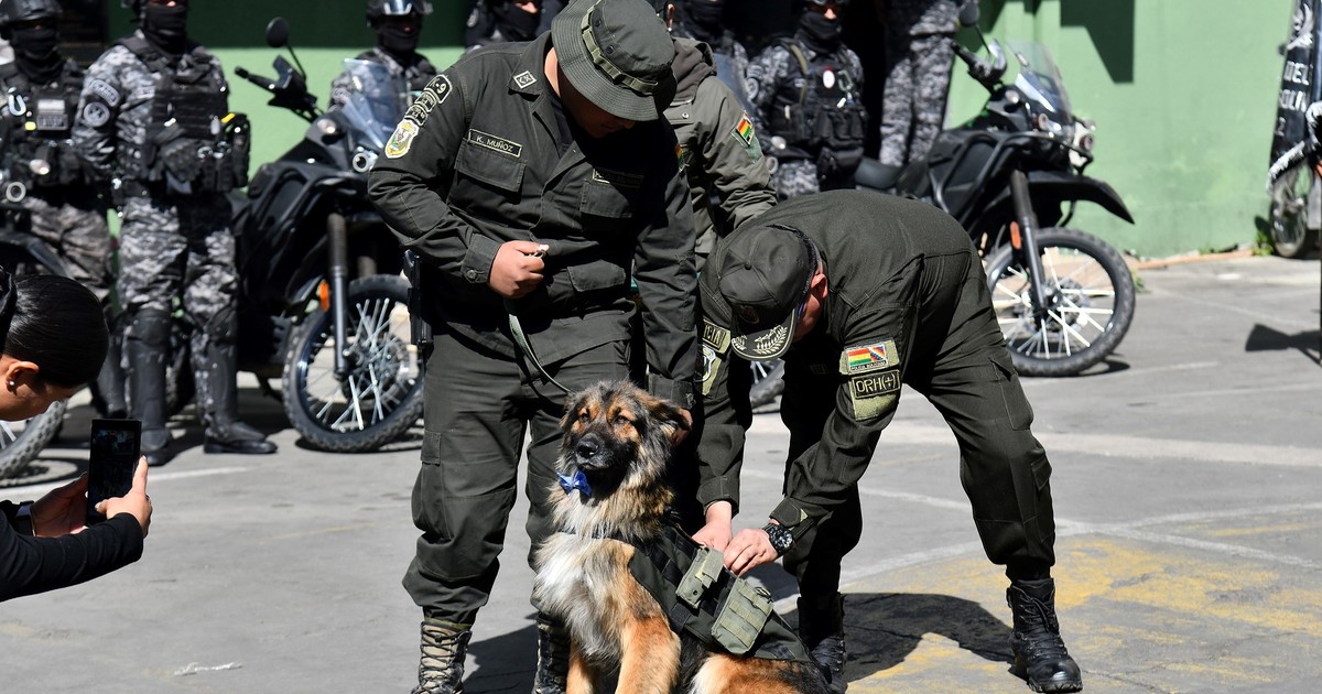 Rex, el perro callejero que fue condecorado y nombrado oficial de la policía