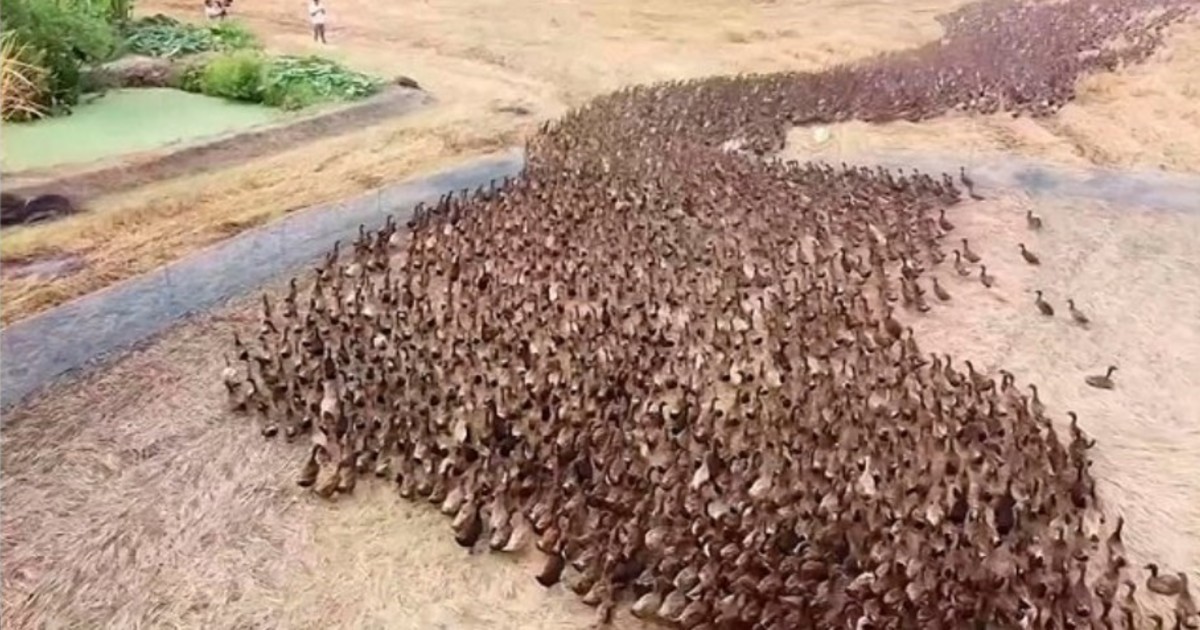El ejercito de 10.000 patos entrenado para cumplir una tarea estratégica en un arrozal